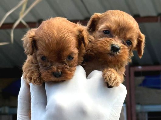 Maltipoo Yavurlamiz görsel