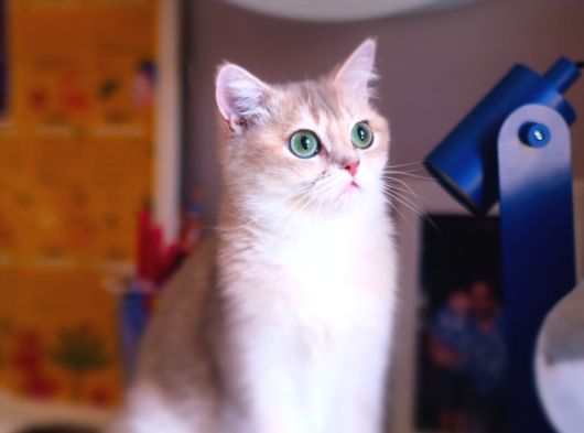 Yetişkin Blue Golden Dişi