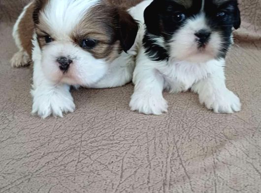 Kusursuz Kali̇te 0 Numara Shih-Tzu Bebekler-