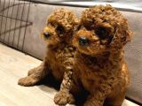 Anne Yanından Sevgi Dolu Orjinal Brown Toy Poodle Yavru