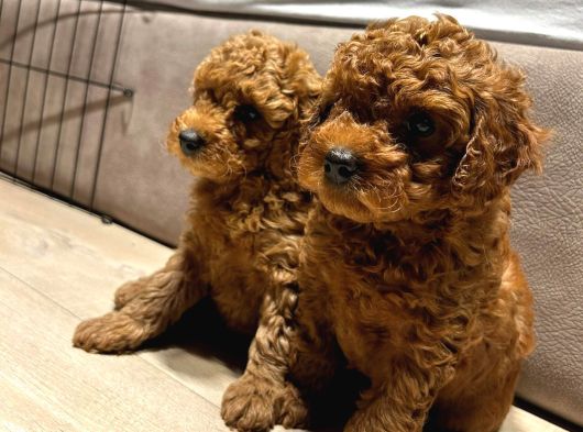 Anne Yanından Sevgi Dolu Orjinal Brown Toy Poodle Yavru görsel