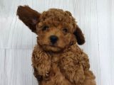 Anne yanından sevgi dolu orjinal Brown toy poodle yavru
