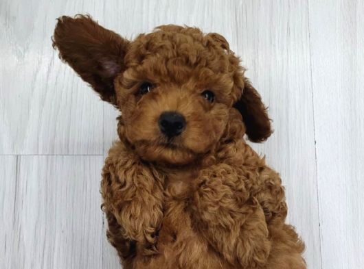 Anne Yanından Sevgi Dolu Orjinal Brown Toy Poodle Yavru