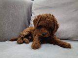 Anne Yanından Sevgi Dolu Orjinal Brown Toy Poodle Yavru