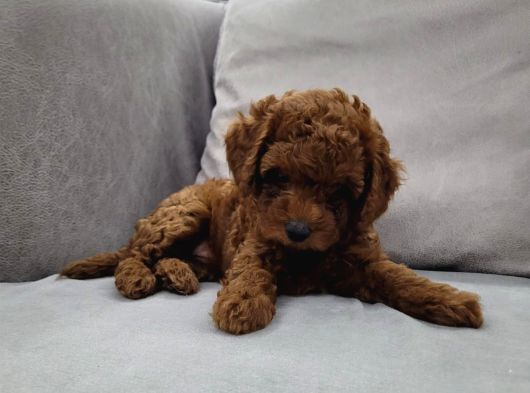 Anne Yanından Sevgi Dolu Orjinal Brown Toy Poodle Yavru görsel