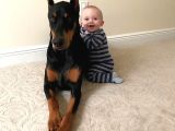 Efsane yanında biblo gibi Duruca estetikli doberman yavrular