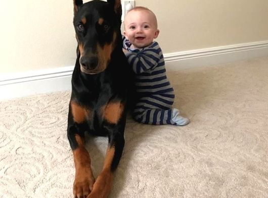 Efsane Yanında Biblo Gibi Duruca Estetikli Doberman Yavrular