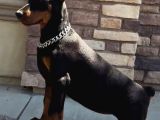 Efsane Yanında Biblo Gibi Duruca Estetikli Doberman Yavrular