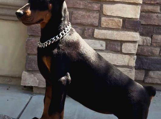 Efsane Yanında Biblo Gibi Duruca Estetikli Doberman Yavrular görsel