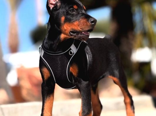 Efsane Yanında Biblo Gibi Duruca Estetikli Doberman Yavrular görsel