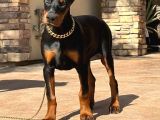 Efsane Yanında Biblo Gibi Duruca Estetikli Doberman Yavrular