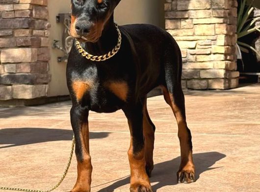 Efsane Yanında Biblo Gibi Duruca Estetikli Doberman Yavrular görsel