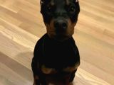 Efsane Yanında Biblo Gibi Duruca Estetikli Doberman Yavrular
