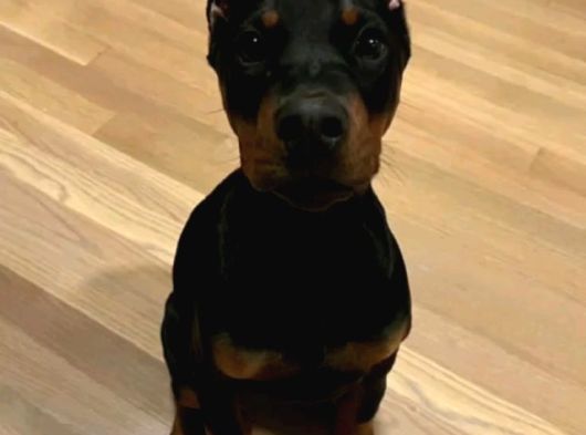 Efsane Yanında Biblo Gibi Duruca Estetikli Doberman Yavrular görsel