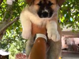 Akita Yavrularııı