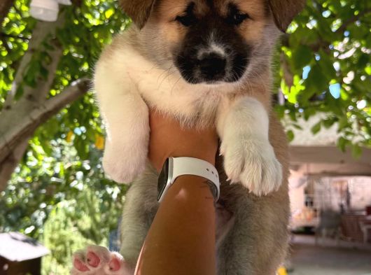 Akita Yavrularııı görsel