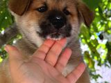 Akita yavrularııı