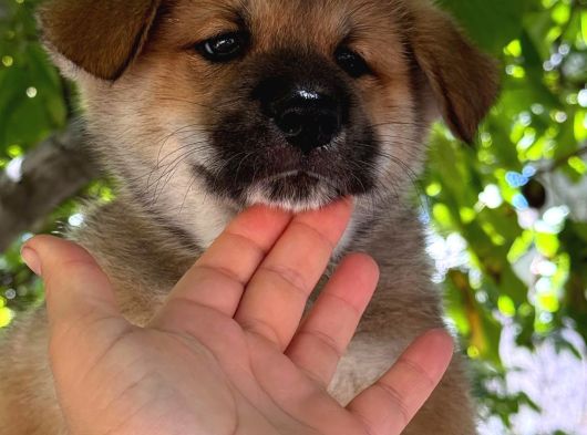 Akita Yavrularııı