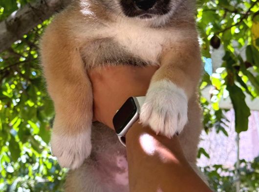Akita Yavrularııı görsel
