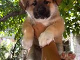 Akita Yavrularııı