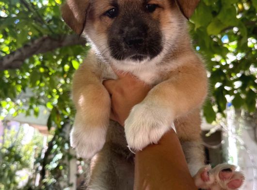 Akita Yavrularııı görsel