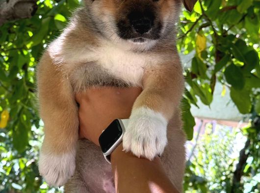 Akita Yavrularııı görsel