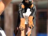 Doberman yavrumuz