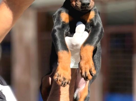 Doberman Yavrumuz