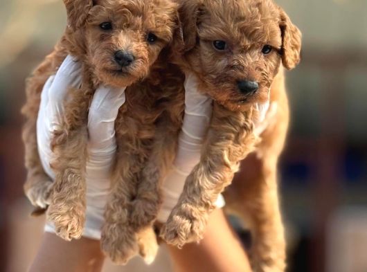 Toy Poodle Yavrularımız görsel