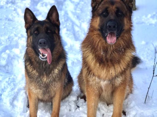 Showli̇ne Üst Vasifli Alman Çoban Köpeği̇ Yavrulari görsel