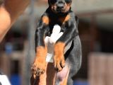 Doberman Yavrumuz