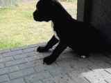 Dev Gibi Muhteşem Cane Corso Yavrularımız