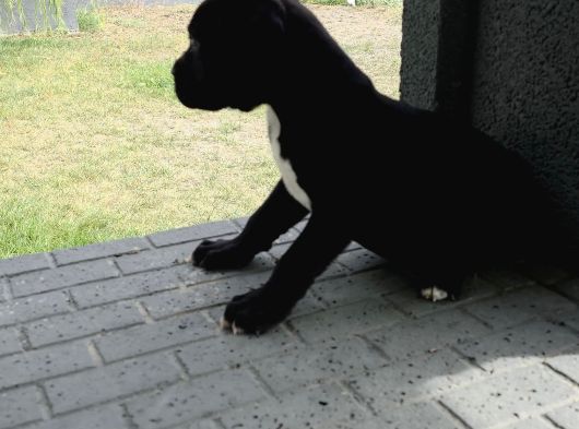 Dev Gibi Muhteşem Cane Corso Yavrularımız görsel