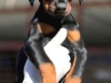 Doberman Yavrumuz