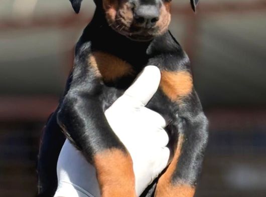 Doberman Yavrumuz görsel