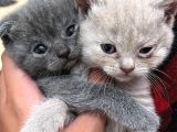British shorthair ve scottish fold yavru