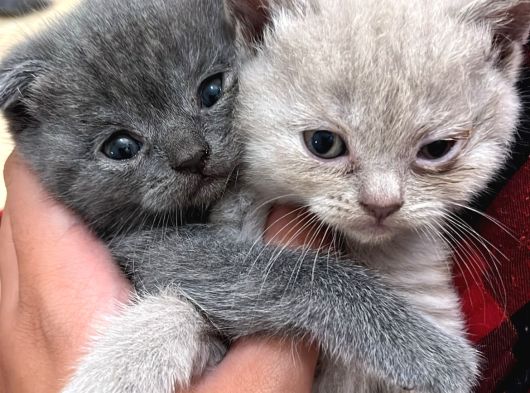 British Shorthair Ve Scottish Fold Yavru