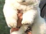 Efsane Muhteşem Chow Chow Yavrularımız
