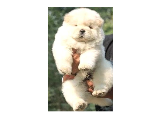 Efsane Muhteşem Chow Chow Yavrularımız görsel
