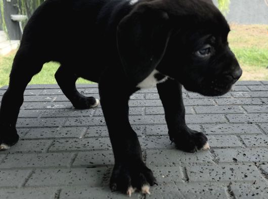 Dev Gibi Muhteşem Cane Corso Yavrularımız görsel