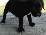 Dev gibi muhteşem cane corso yavrularımız