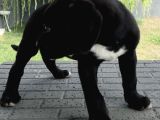Dev Gibi Muhteşem Cane Corso Yavrularımız