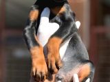 Doberman Yavrumuz