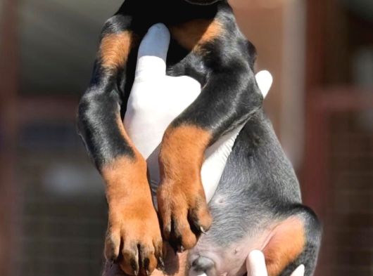 Doberman Yavrumuz görsel