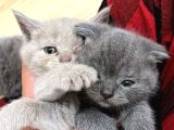 British Shorthair Ve Scottish Fold Yavru
