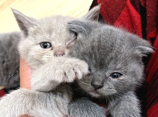 British Shorthair Ve Scottish Fold Yavru görsel