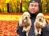 Golden retriever yavrumuz