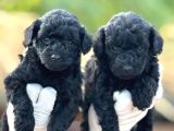 Toy Poodle Yavrularımız