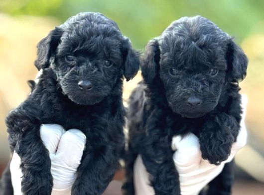 Toy Poodle Yavrularımız görsel