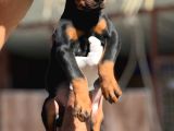 Doberman Yavrumuz
